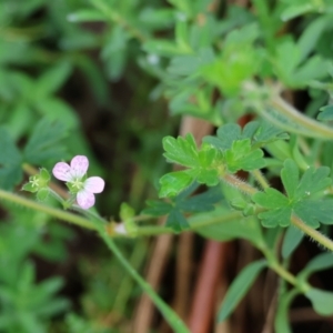 Geranium solanderi var. solanderi at West Wodonga, VIC - 20 Aug 2023