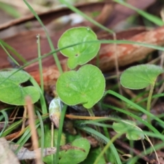 Dichondra repens (Kidney Weed) at Wodonga - 19 Aug 2023 by KylieWaldon