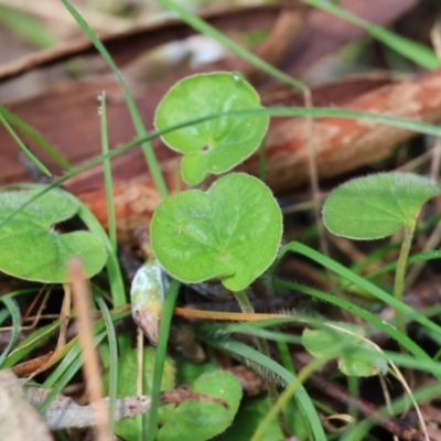 Dichondra repens (Kidney Weed) at Wodonga - 19 Aug 2023 by KylieWaldon