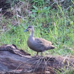 Anas superciliosa (Pacific Black Duck) at West Wodonga, VIC - 19 Aug 2023 by KylieWaldon