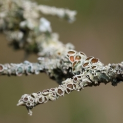 Unidentified Lichen, Moss or other Bryophyte at West Wodonga, VIC - 20 Aug 2023 by KylieWaldon