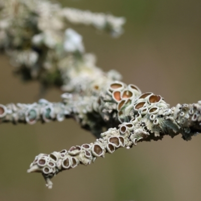 Unverified Lichen, Moss or other Bryophyte at West Wodonga, VIC - 20 Aug 2023 by KylieWaldon