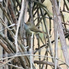 Acanthiza pusilla (Brown Thornbill) at Felltimber Creek NCR - 20 Aug 2023 by KylieWaldon