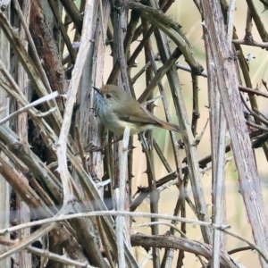 Acanthiza pusilla at West Wodonga, VIC - 20 Aug 2023 10:32 AM