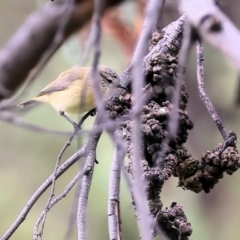 Acanthiza chrysorrhoa (Yellow-rumped Thornbill) at West Wodonga, VIC - 20 Aug 2023 by KylieWaldon