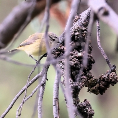 Acanthiza chrysorrhoa (Yellow-rumped Thornbill) at Wodonga - 20 Aug 2023 by KylieWaldon