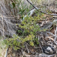 Boronia algida (Alpine Boronia) at Tidbinbilla Nature Reserve - 19 Aug 2023 by NickiTaws