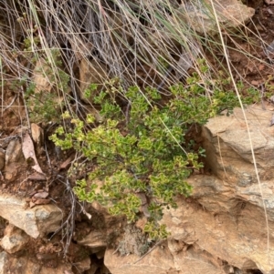 Boronia algida at Paddys River, ACT - 19 Aug 2023