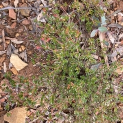 Boronia algida (Alpine Boronia) at Tidbinbilla Nature Reserve - 19 Aug 2023 by NickiTaws