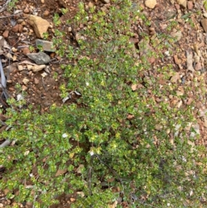 Boronia algida at Paddys River, ACT - suppressed