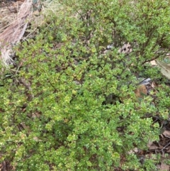 Boronia algida (Alpine Boronia) at Tidbinbilla Nature Reserve - 19 Aug 2023 by NickiTaws