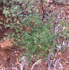 Boronia algida (Alpine Boronia) at Paddys River, ACT - 19 Aug 2023 by NickiTaws