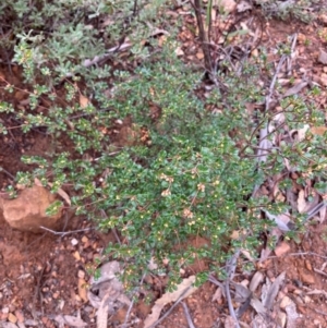 Boronia algida at Paddys River, ACT - suppressed