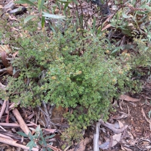 Boronia algida at Paddys River, ACT - suppressed