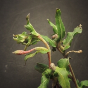 Oenothera indecora subsp. bonariensis at Paddys River, ACT - 4 Jun 2023