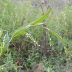 Persicaria hydropiper (Water Pepper) at Bullen Range - 25 Feb 2023 by michaelb