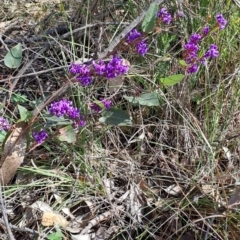 Hardenbergia violacea (False Sarsaparilla) at Wanniassa Hill - 23 Aug 2023 by LPadg