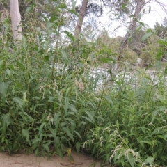 Persicaria lapathifolia (Pale Knotweed) at Tuggeranong, ACT - 25 Feb 2023 by MichaelBedingfield