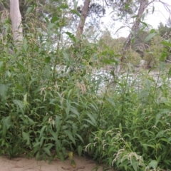 Persicaria lapathifolia (Pale Knotweed) at Tuggeranong, ACT - 25 Feb 2023 by michaelb