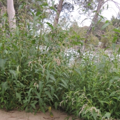 Persicaria lapathifolia (Pale Knotweed) at Tuggeranong, ACT - 25 Feb 2023 by michaelb