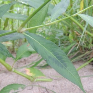 Persicaria decipiens at Tuggeranong, ACT - 25 Feb 2023 06:11 PM