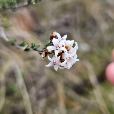 Cryptandra speciosa subsp. speciosa (Silky Cryptandra) at Mount Taylor - 22 Aug 2023 by BethanyDunne