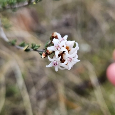 Cryptandra speciosa subsp. speciosa (Silky Cryptandra) at Tuggeranong, ACT - 22 Aug 2023 by BethanyDunne