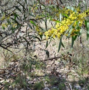 Acacia rubida at Tuggeranong, ACT - 23 Aug 2023