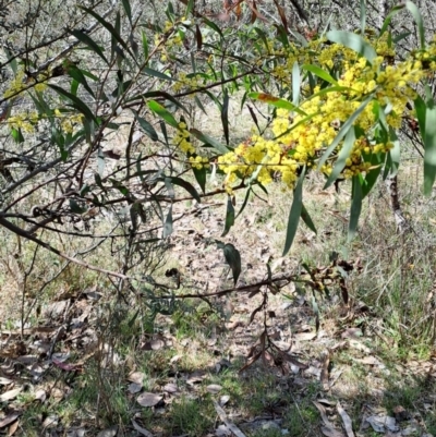 Acacia rubida (Red-stemmed Wattle, Red-leaved Wattle) at Tuggeranong, ACT - 23 Aug 2023 by LPadg