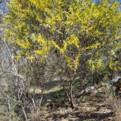 Acacia rubida at Tuggeranong, ACT - 23 Aug 2023