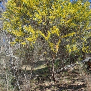 Acacia rubida at Tuggeranong, ACT - 23 Aug 2023 11:58 AM