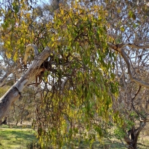 Amyema miquelii at Tuggeranong, ACT - 23 Aug 2023