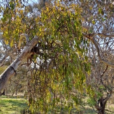 Amyema miquelii (Box Mistletoe) at Tuggeranong, ACT - 23 Aug 2023 by LPadg