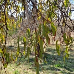 Amyema miquelii at Tuggeranong, ACT - 23 Aug 2023