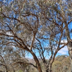 Eucalyptus nortonii (Mealy Bundy) at Tuggeranong, ACT - 23 Aug 2023 by LPadg