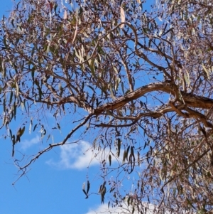 Eucalyptus nortonii at Tuggeranong, ACT - 23 Aug 2023