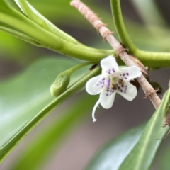 Myoporum acuminatum (Boobialla) at Batemans Bay, NSW - 22 Aug 2023 by Hejor1