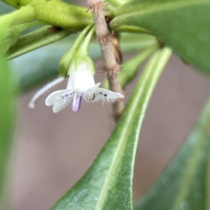 Myoporum acuminatum at Batemans Bay, NSW - 22 Aug 2023