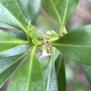 Myoporum acuminatum at Batemans Bay, NSW - 22 Aug 2023