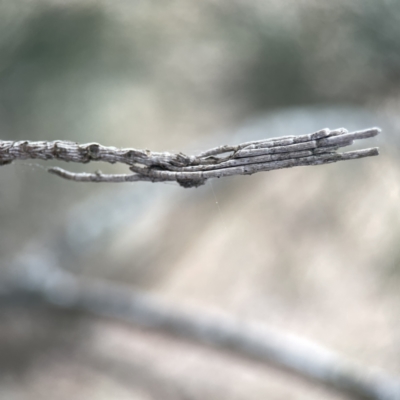 Unidentified Case moth (Psychidae) at Batemans Bay, NSW - 22 Aug 2023 by Hejor1