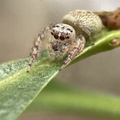 Opisthoncus sp. (genus) (Unidentified Opisthoncus jumping spider) at Batemans Bay, NSW - 22 Aug 2023 by Hejor1