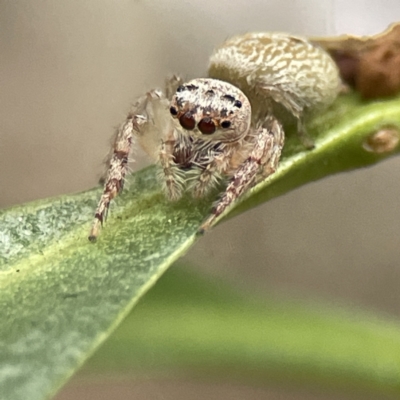 Opisthoncus sp. (genus) (Unidentified Opisthoncus jumping spider) at Batemans Marine Park - 22 Aug 2023 by Hejor1