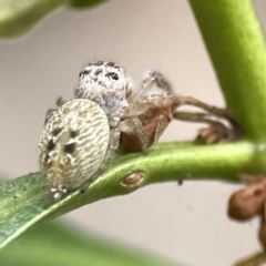 Opisthoncus sp. (genus) at Batemans Bay, NSW - 22 Aug 2023 11:23 AM