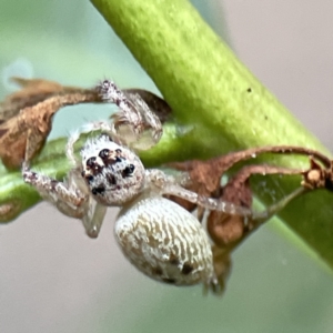 Opisthoncus sp. (genus) at Batemans Bay, NSW - 22 Aug 2023