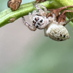 Opisthoncus sp. (genus) at Batemans Bay, NSW - 22 Aug 2023