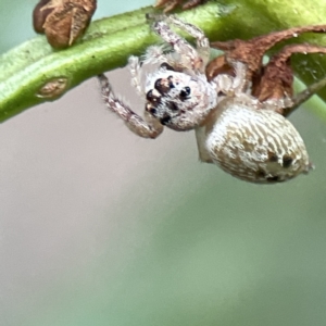 Opisthoncus sp. (genus) at Batemans Bay, NSW - 22 Aug 2023 11:23 AM