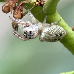 Opisthoncus sp. (genus) at Batemans Bay, NSW - 22 Aug 2023 11:23 AM