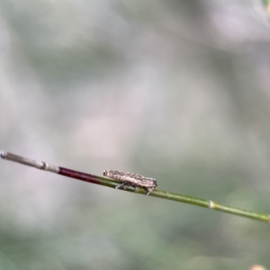 Zorilispe albosetosa at suppressed - 22 Aug 2023