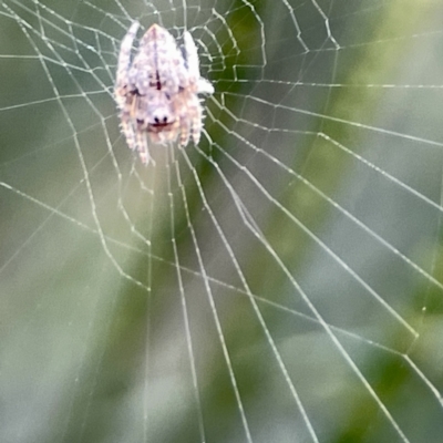 Unidentified Orb-weaving spider (several families) at Batemans Bay, NSW - 22 Aug 2023 by Hejor1