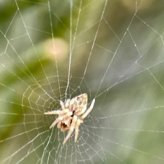 Unidentified Orb-weaving spider (several families) at Batemans Bay, NSW - 22 Aug 2023 by Hejor1